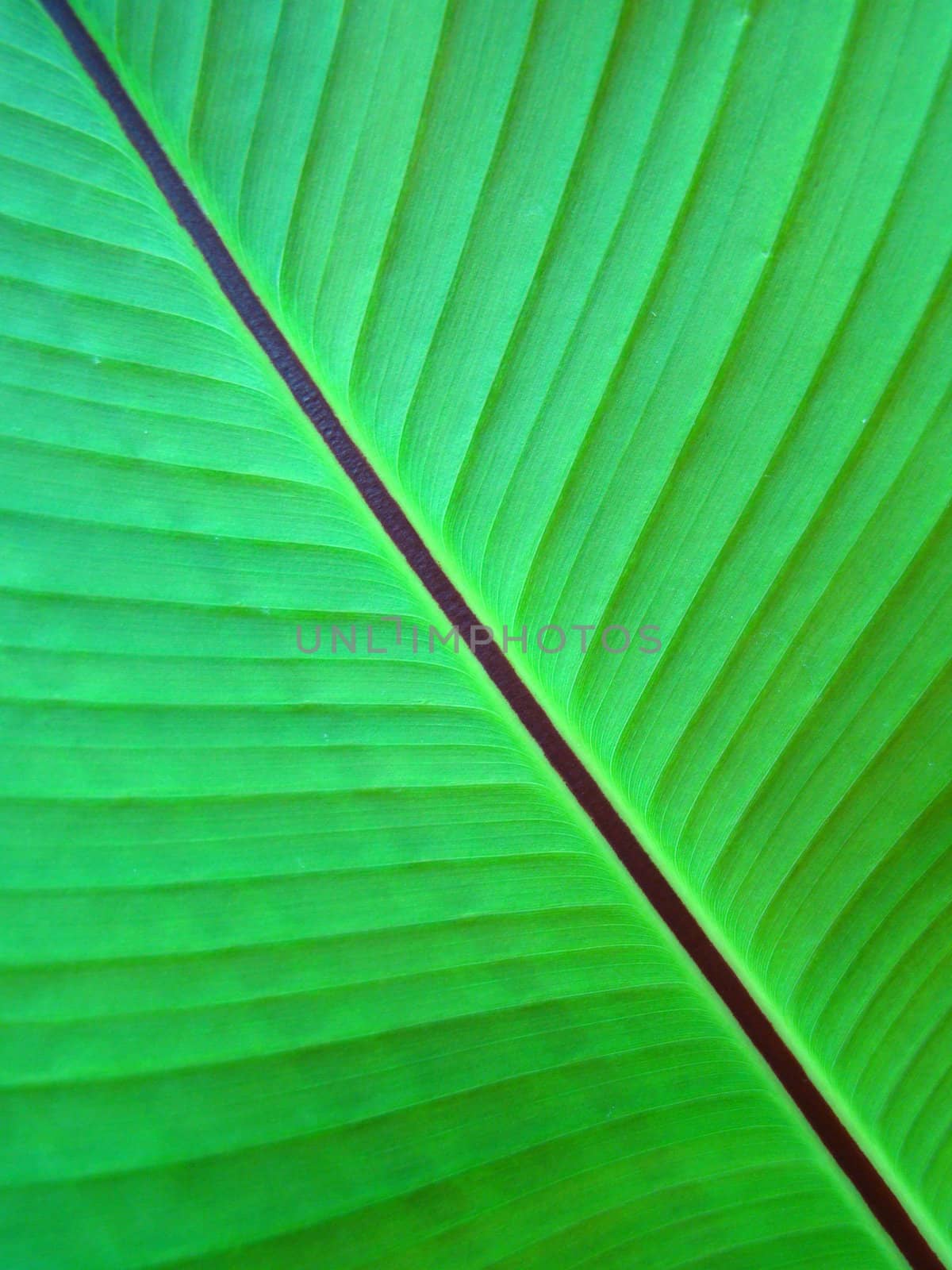 leaf by elvira334