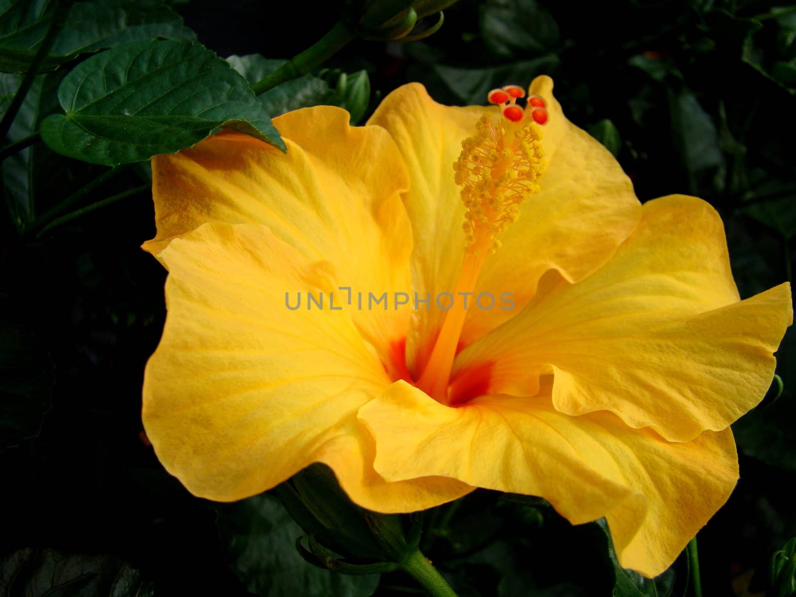 close up of yellow hibiscus