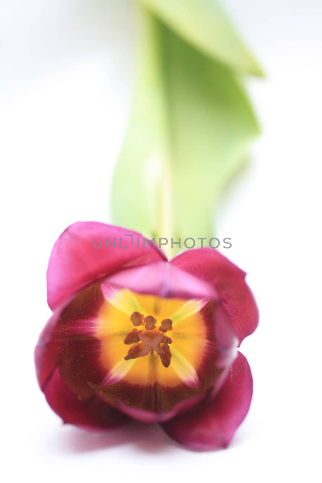 A single purple tulip in close up