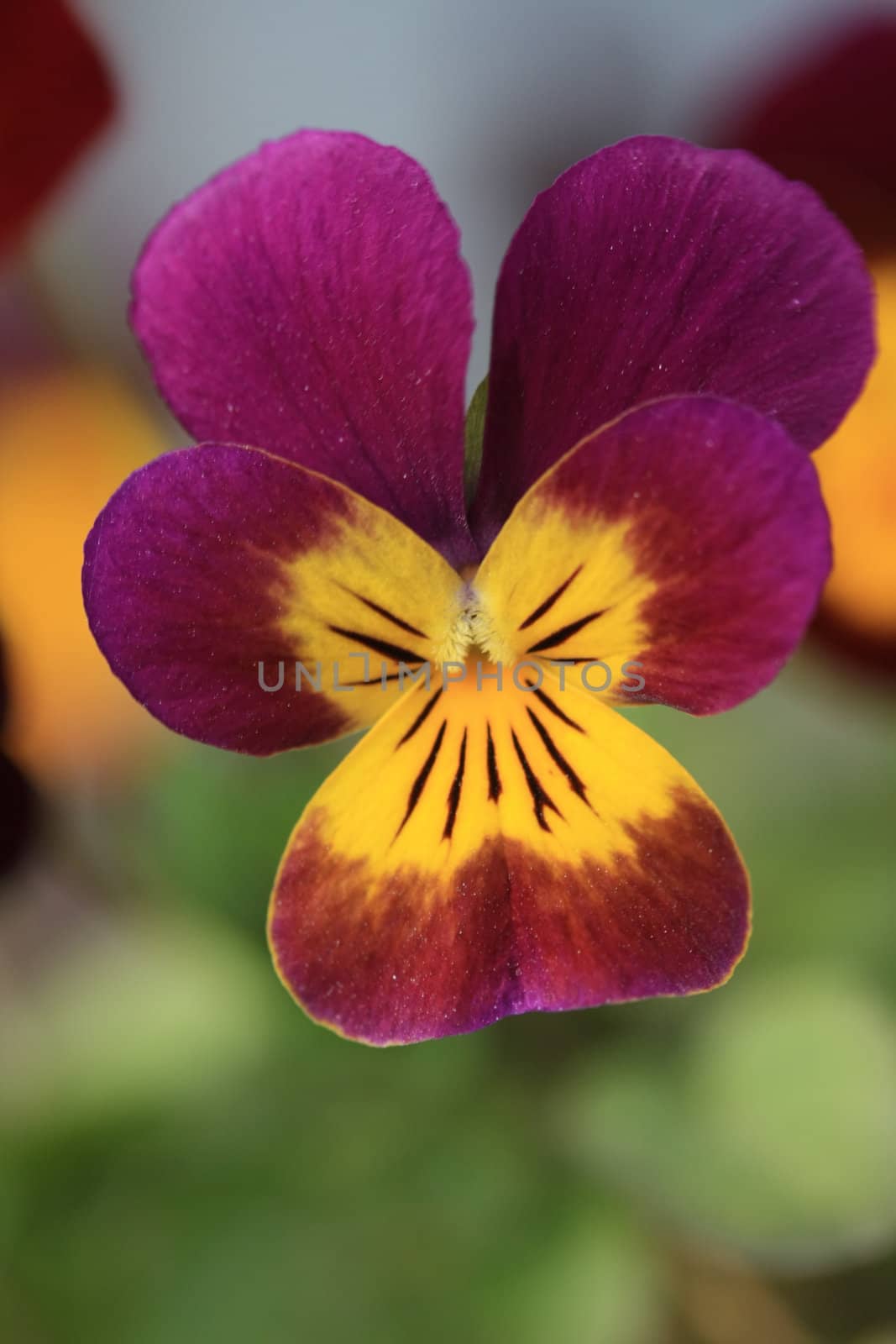 Yellow and purple pansy by studioportosabbia