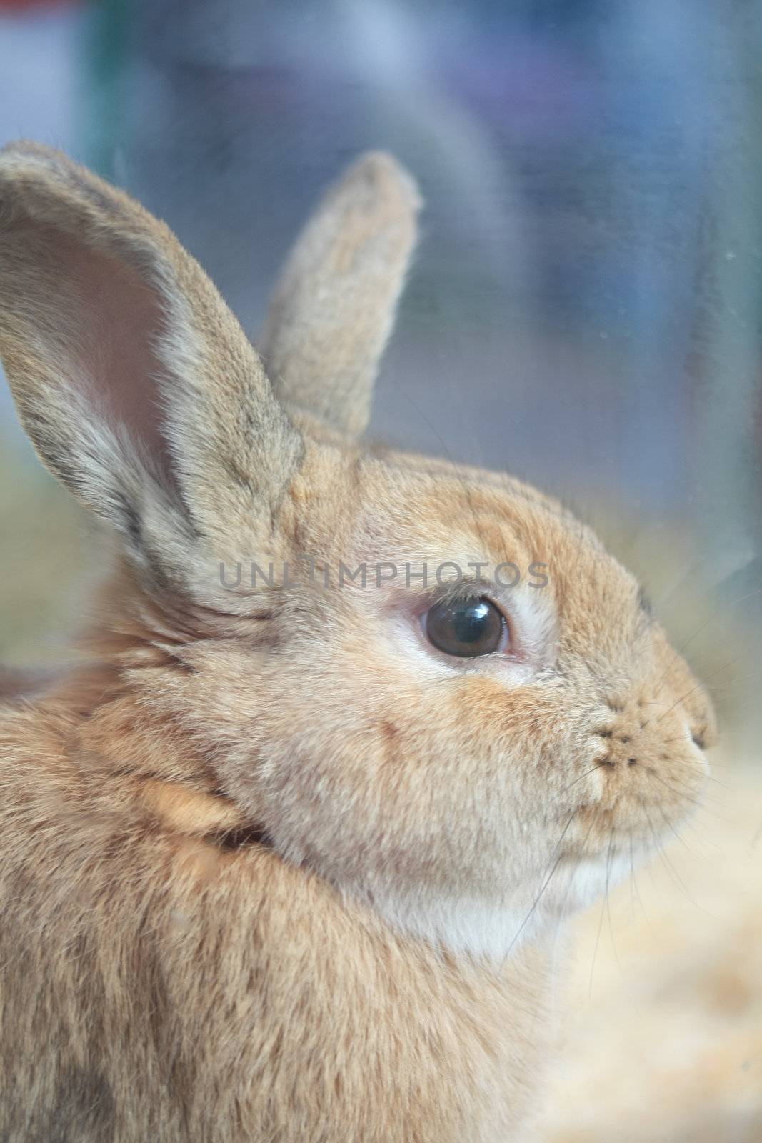 A portrait of a small beige rabbit