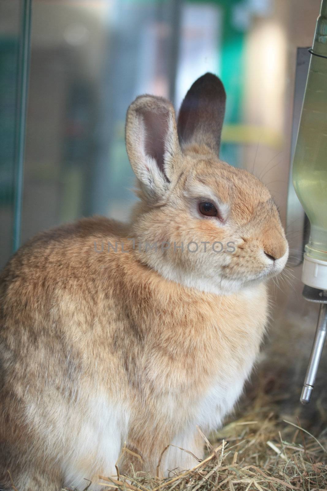 A portrait of a small beige rabbit