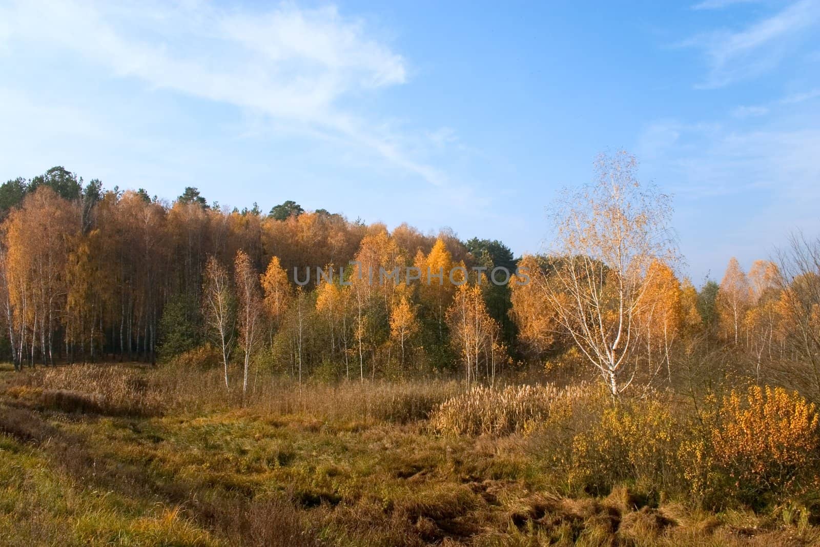 autumn landscape with yellow birch trees under blue sky