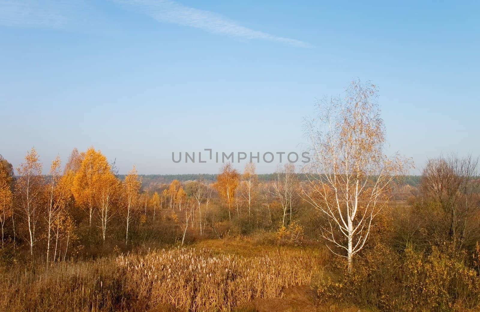 yellow autumn trees under the blue sky