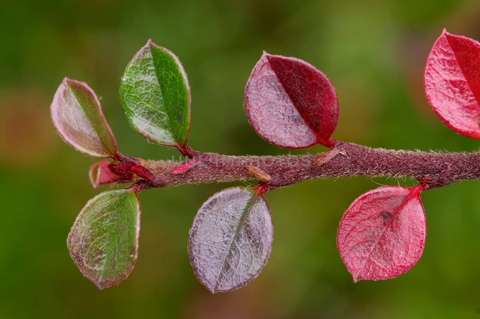 colourful leaves on the cotoneaster twig