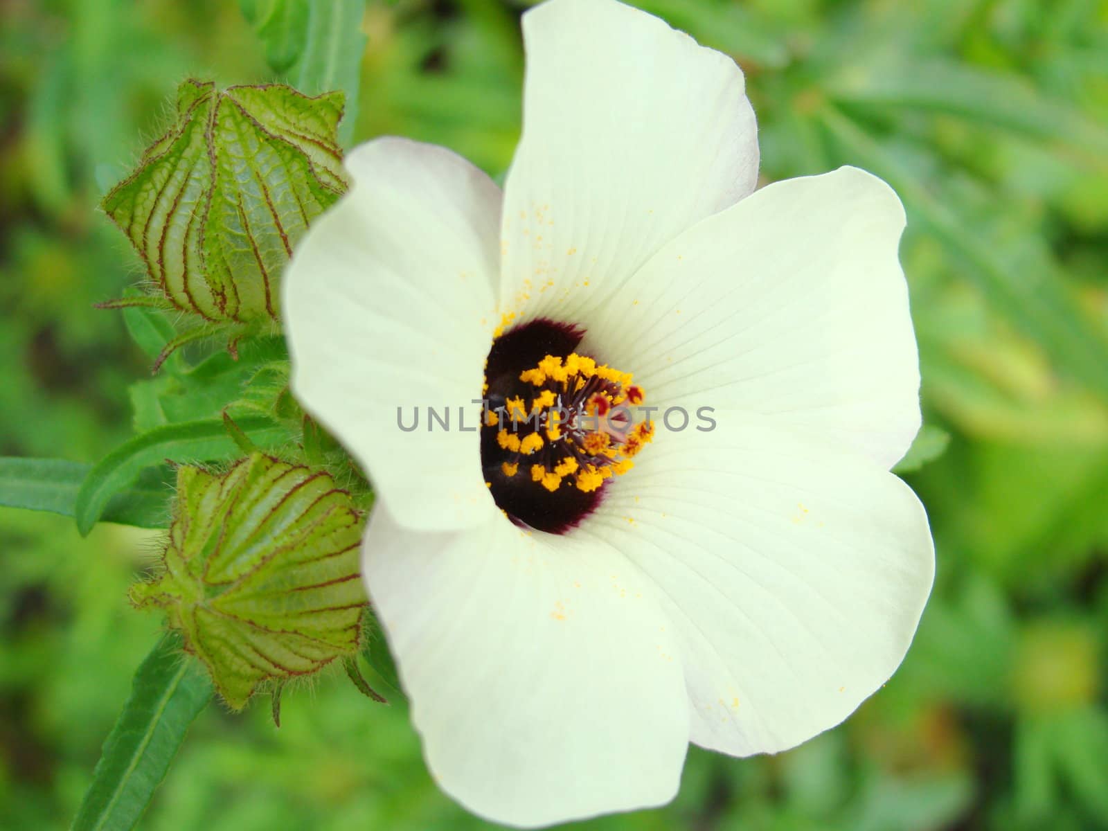 white flower by elvira334
