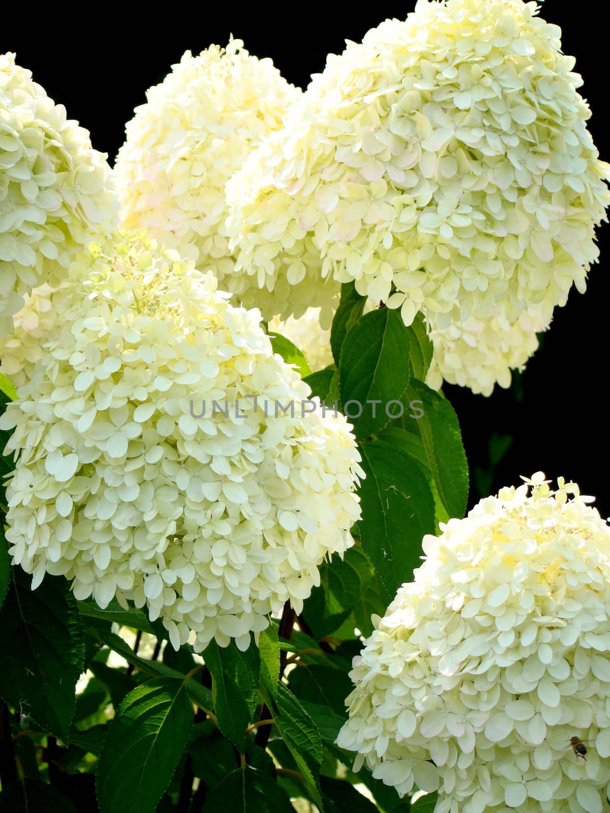 white hortensia flowers