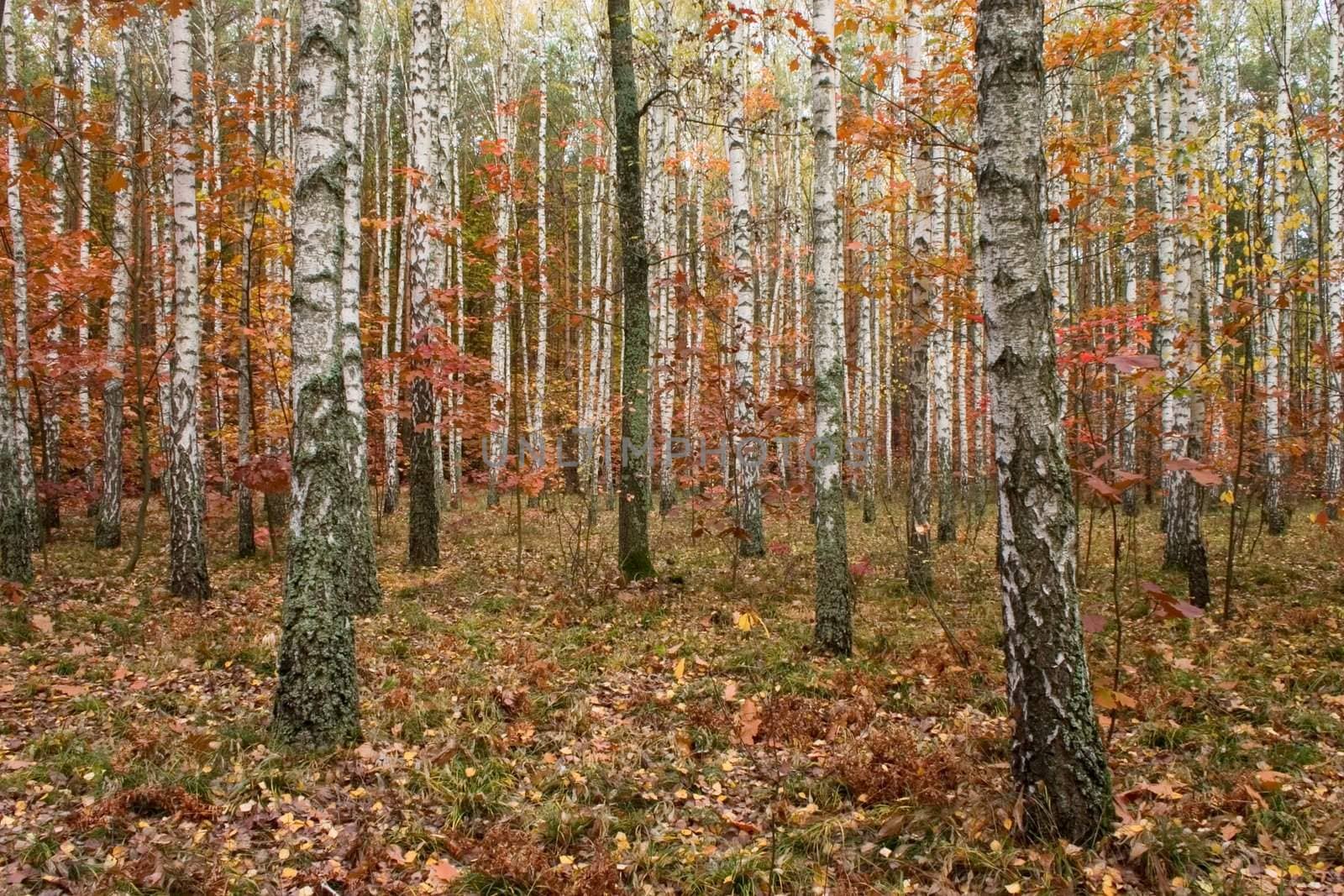 colorful fall leaves in birch forest