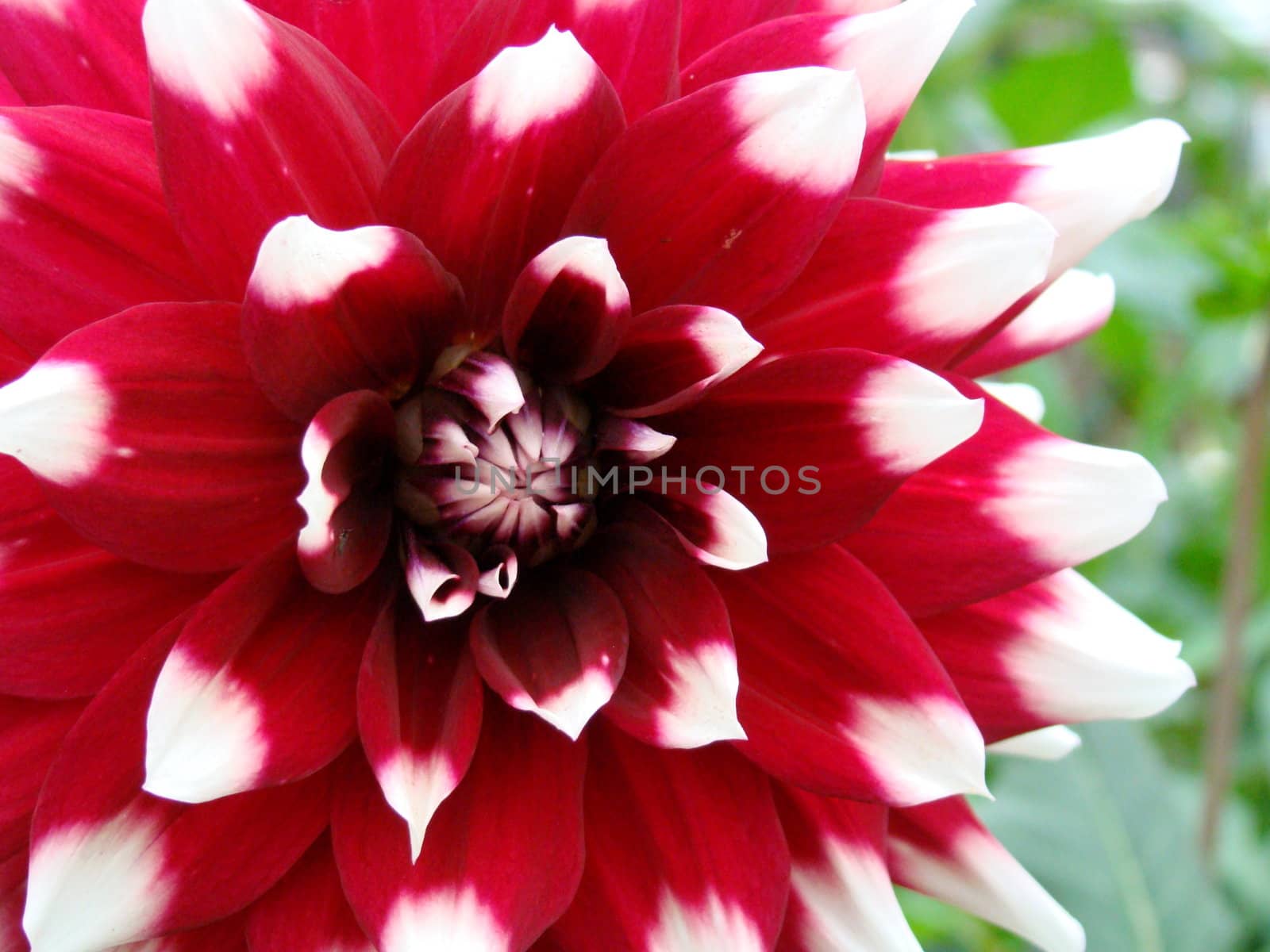 red flower with white ends