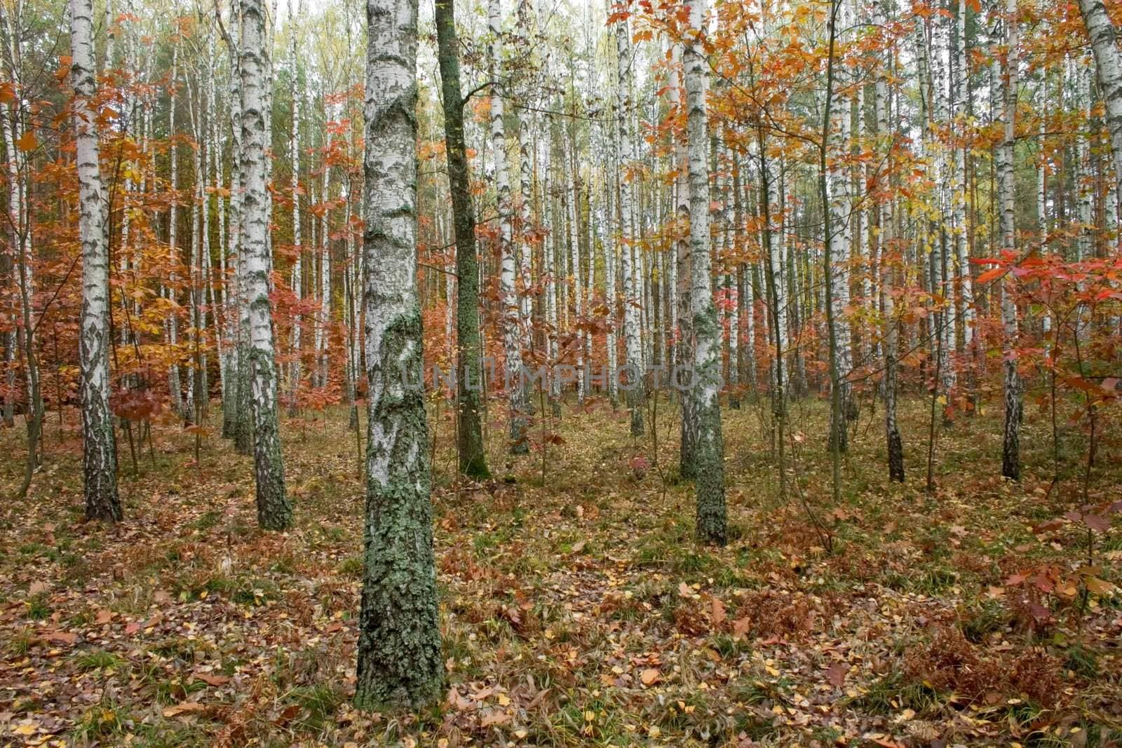 fall in birch forest