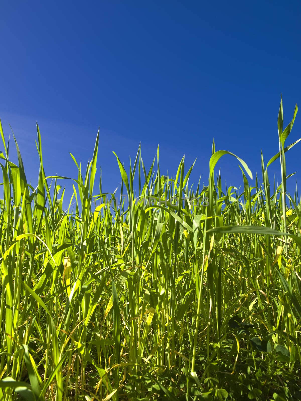 Vivid green blades of grass over a deep blue sky