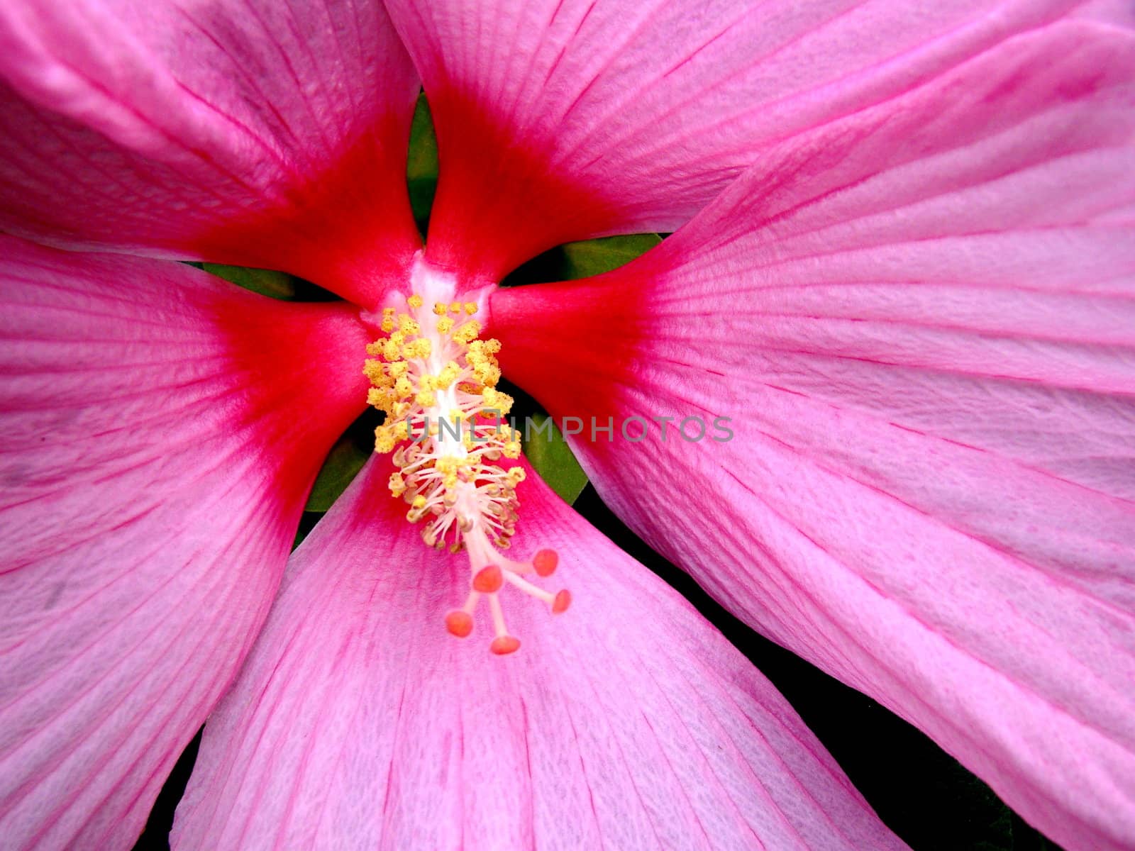 close up of pink winter hibiscus