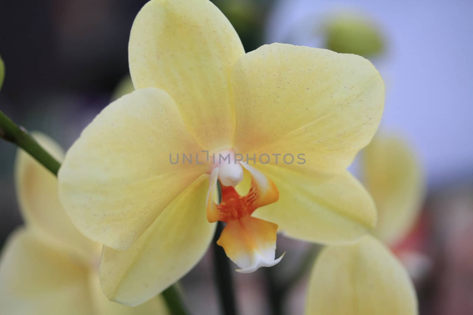 a phalaenopsis orchid in green yellow