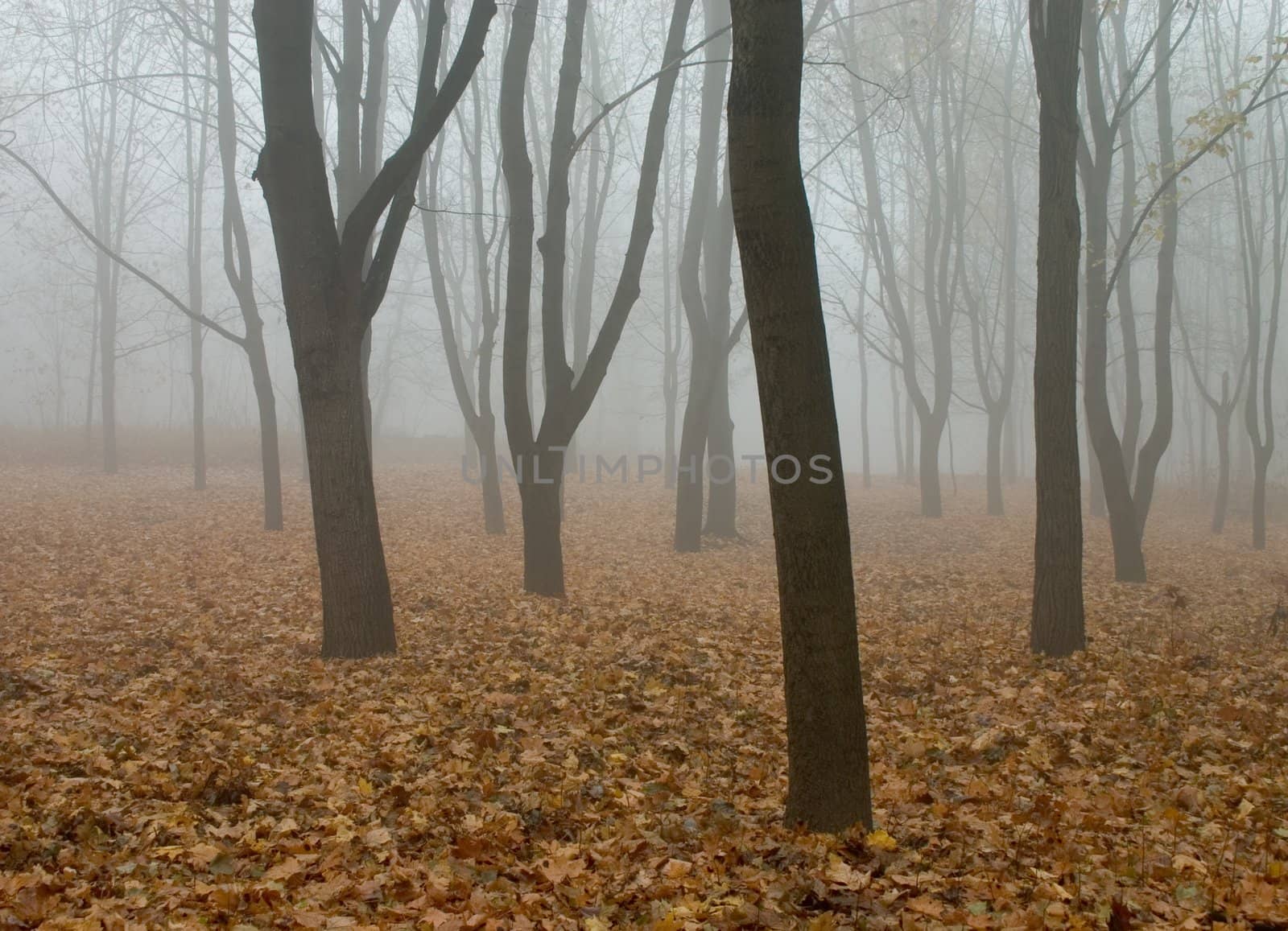 fog in the autumn forest. yellow fall leaves on the ground