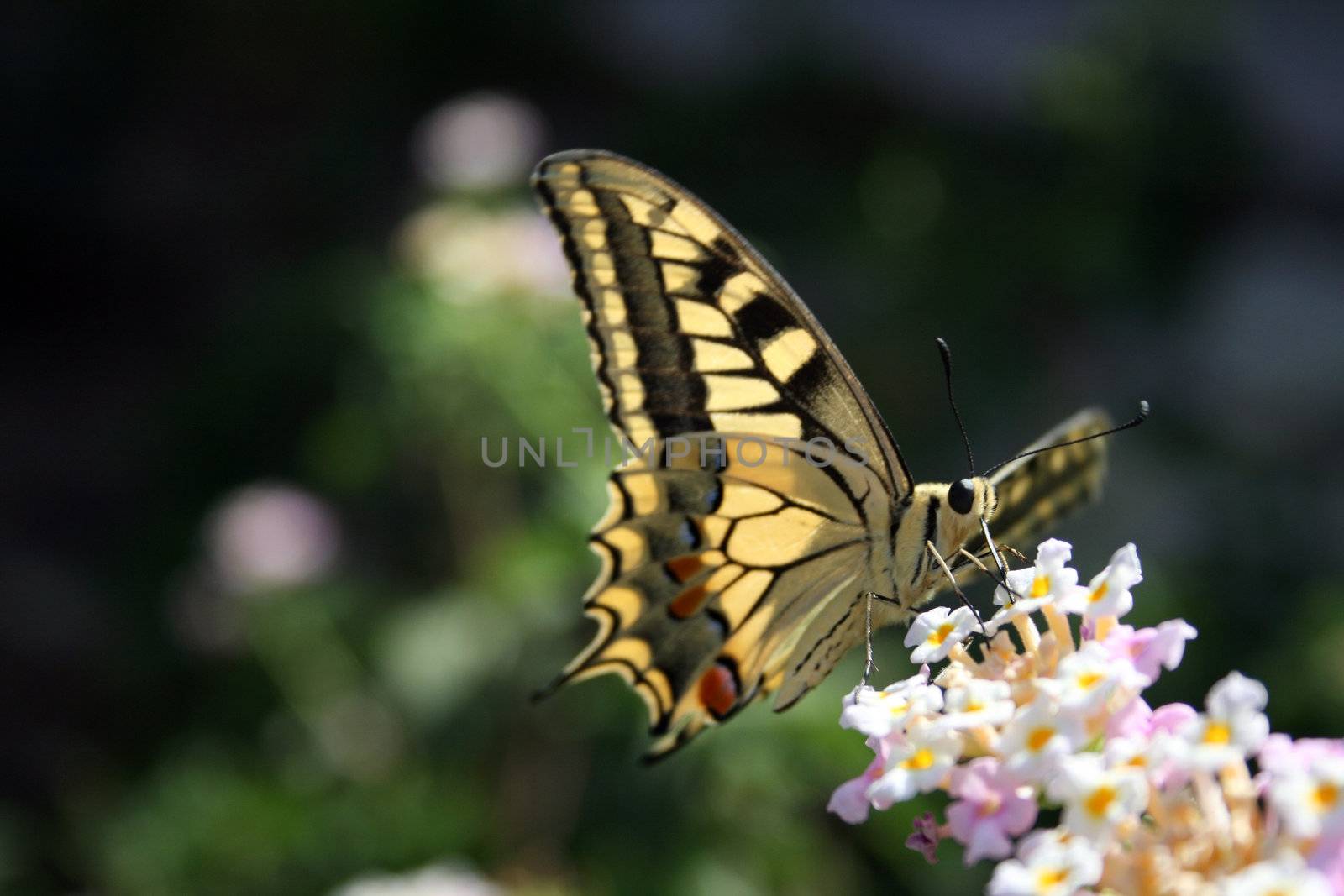 butterfly by keki