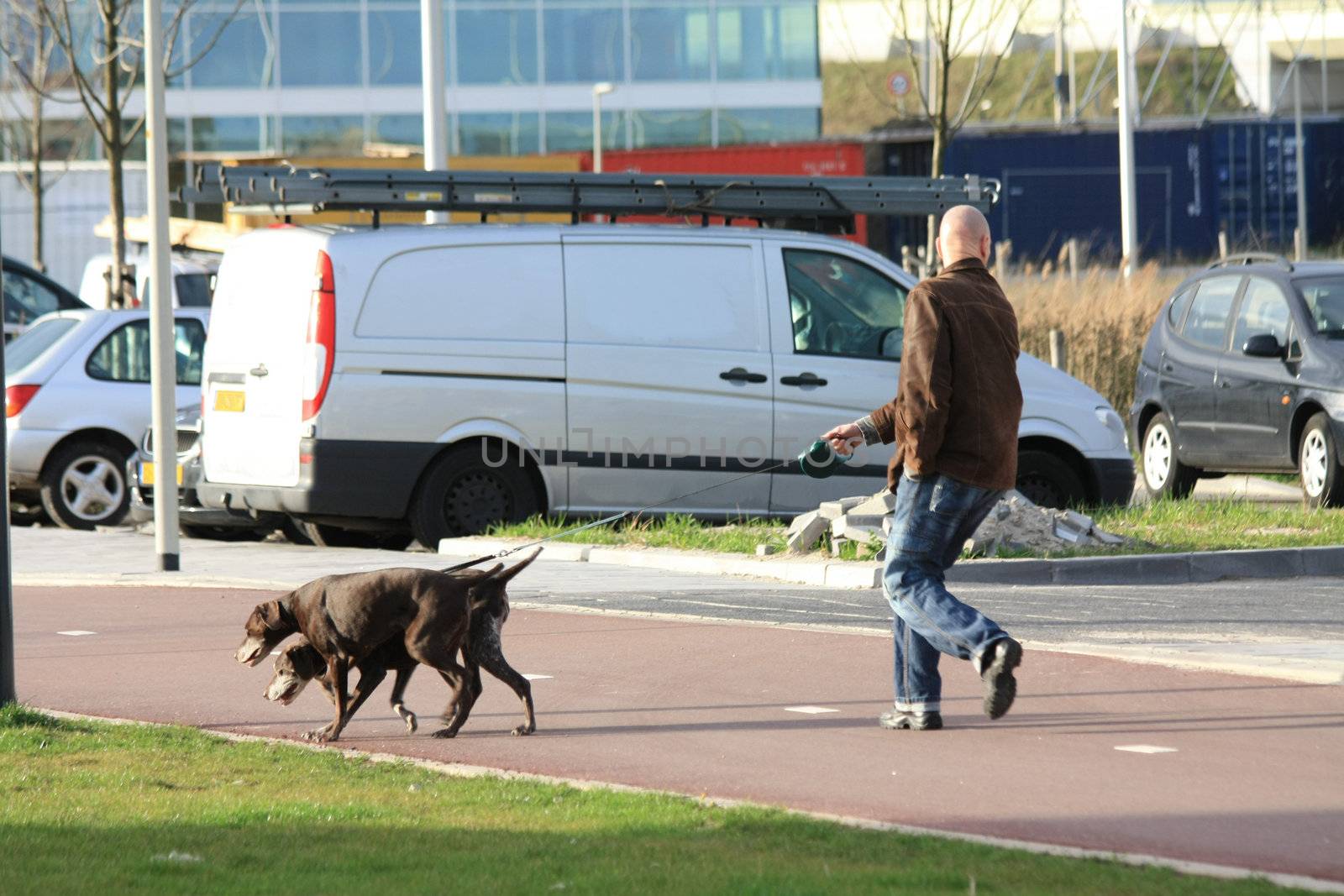 A man walking two german shorthaired pointers