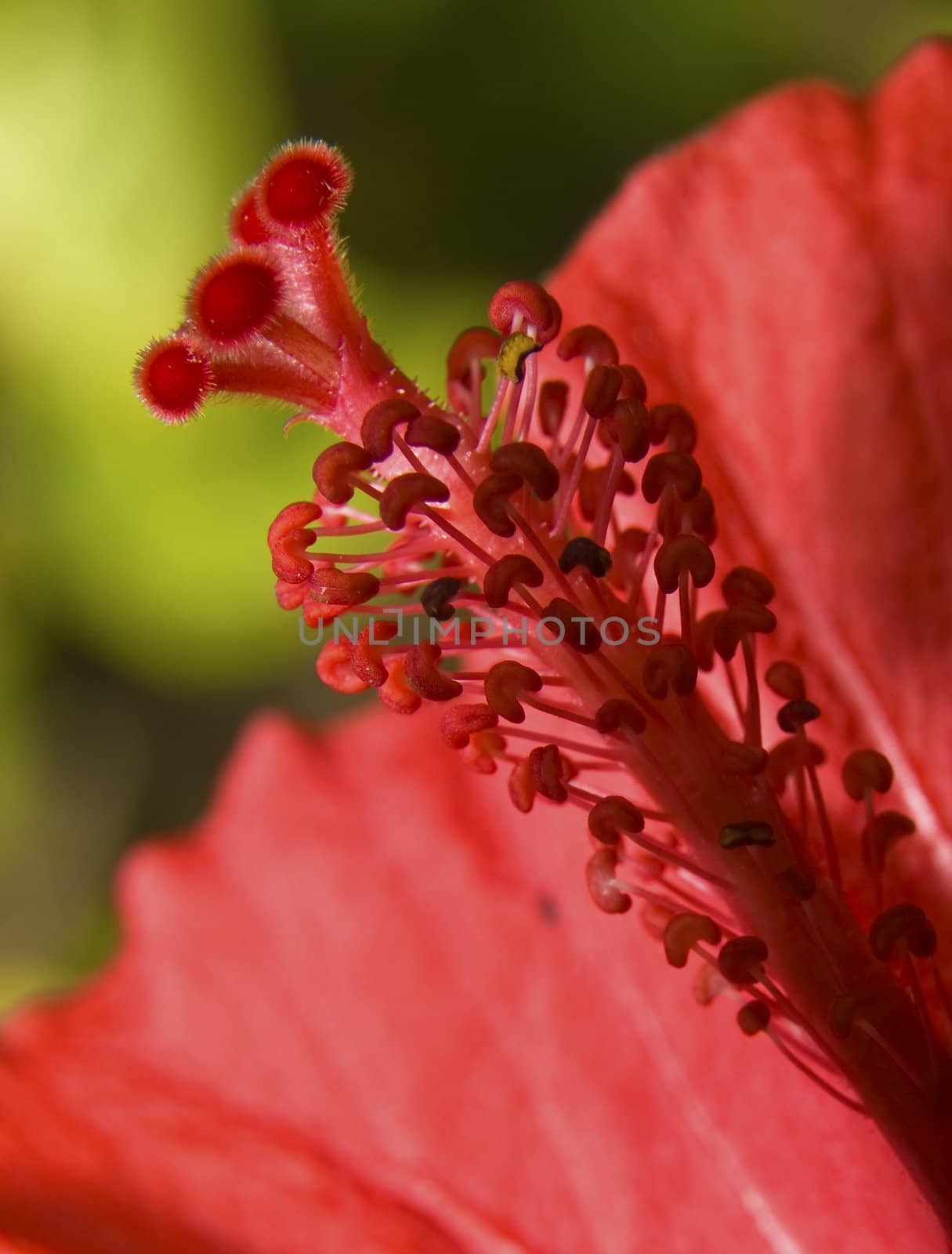 Macro detail shot of red Hibiscus stamen