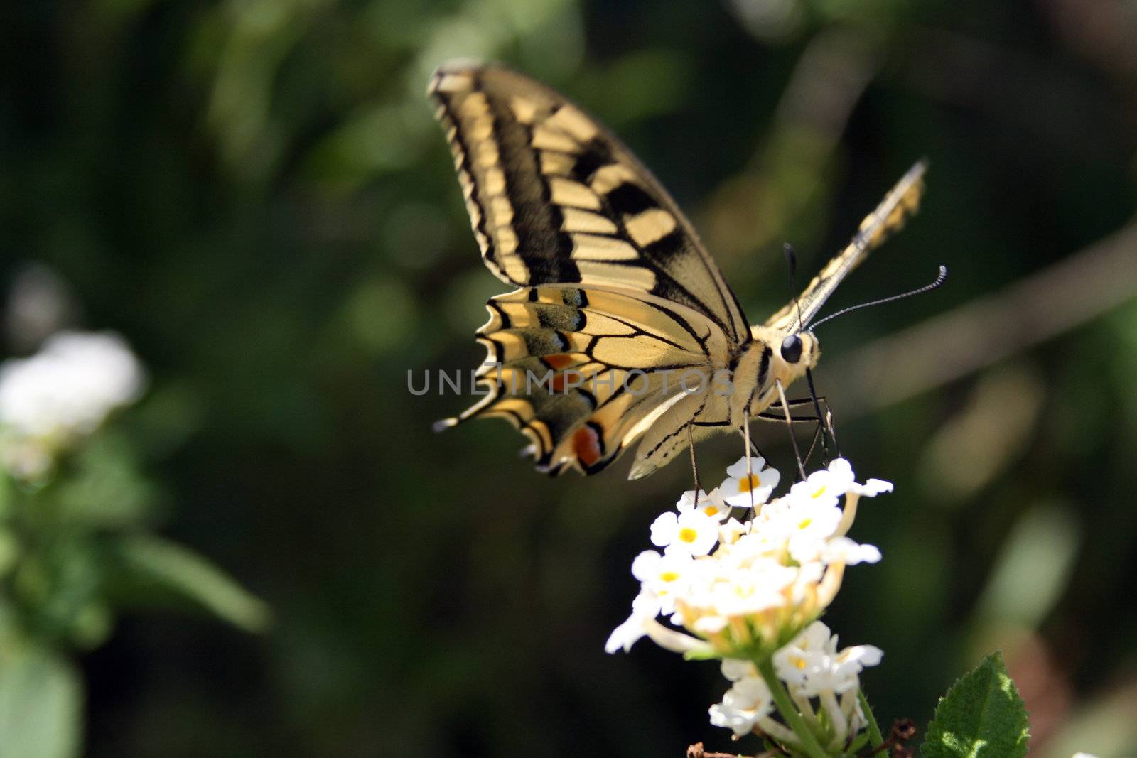 detail of butterfly on a flower