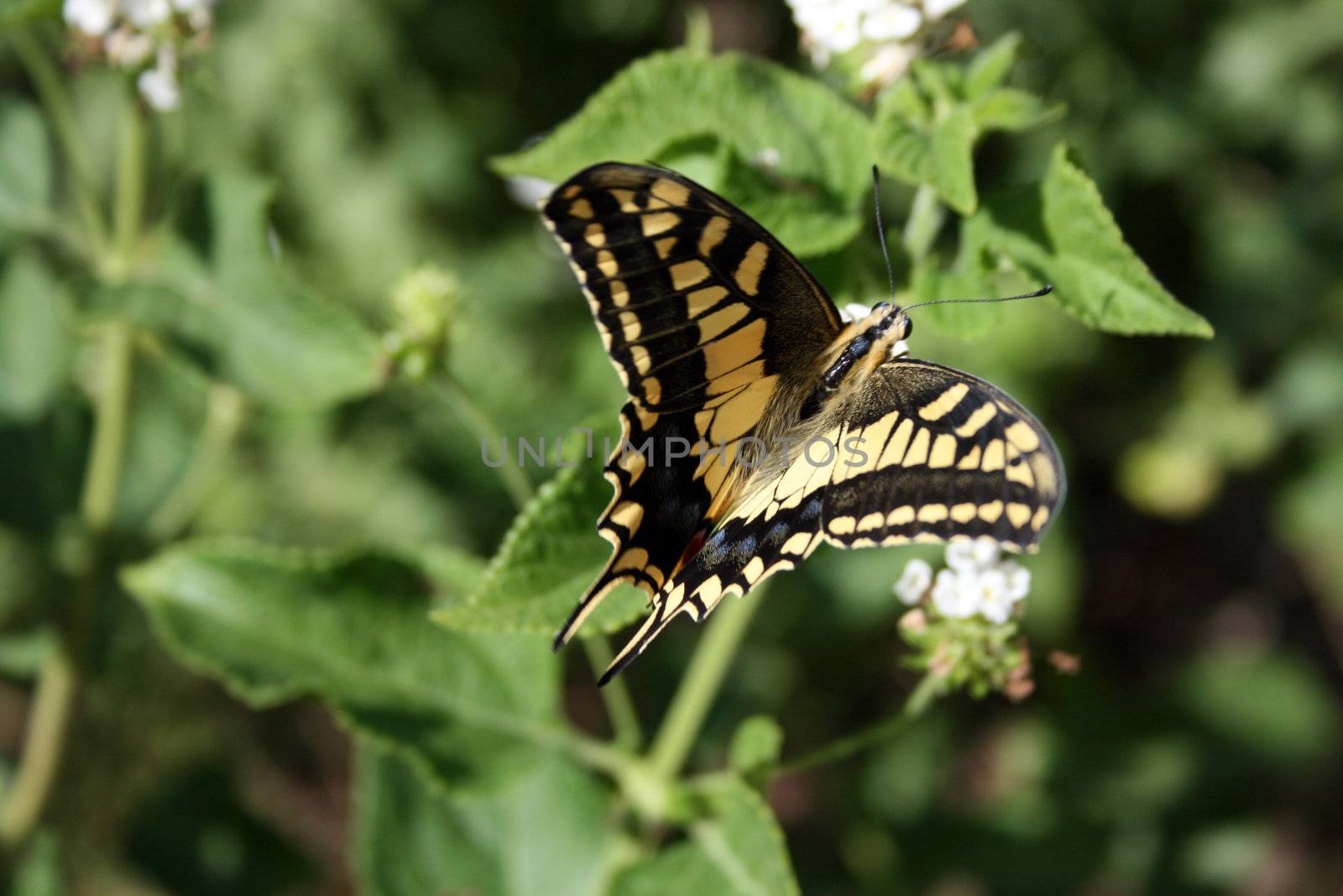 detail of butterfly on a flower