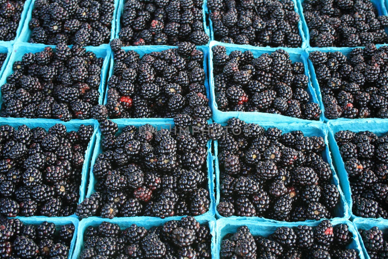 blue boxes of blackberries for sale at the farmers market