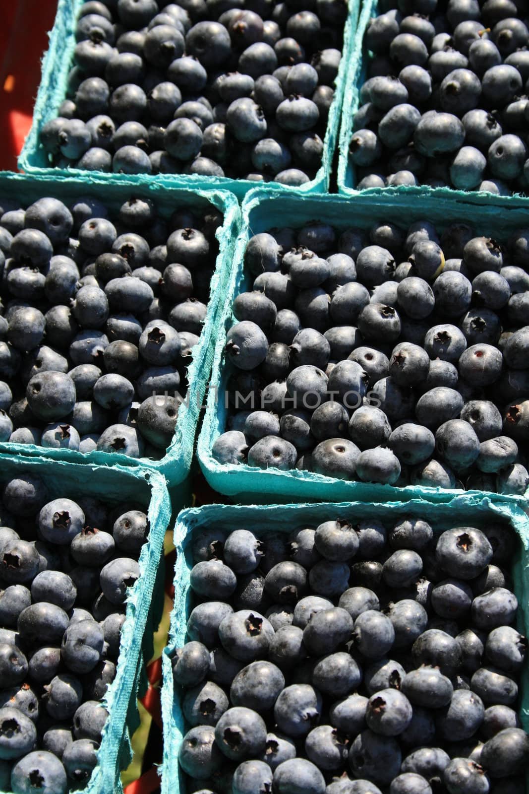 top view of boxes of blueberries for sale at the local farmers market