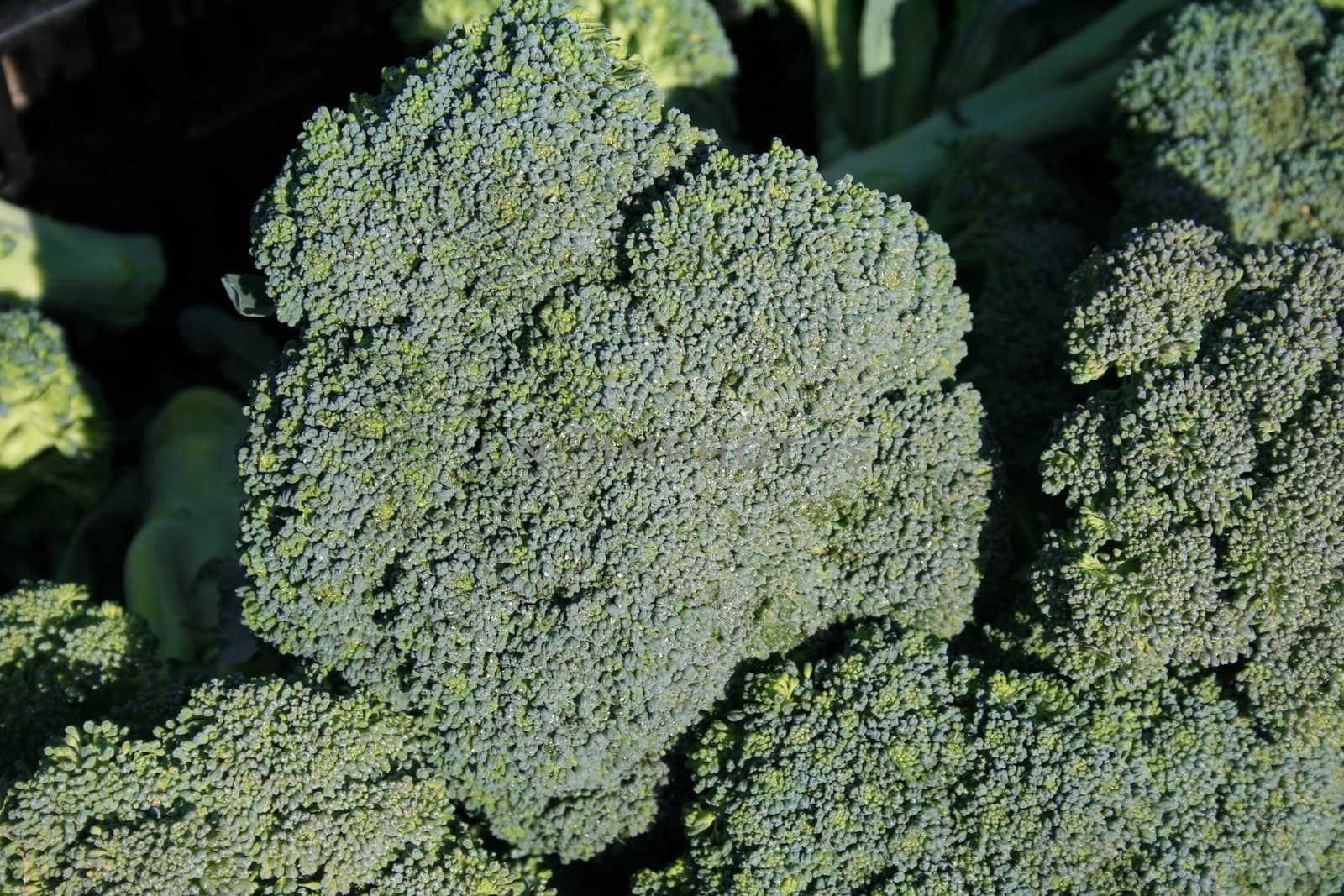 fresh broccoli bunches, close-up showing dew droplets, at farmers market