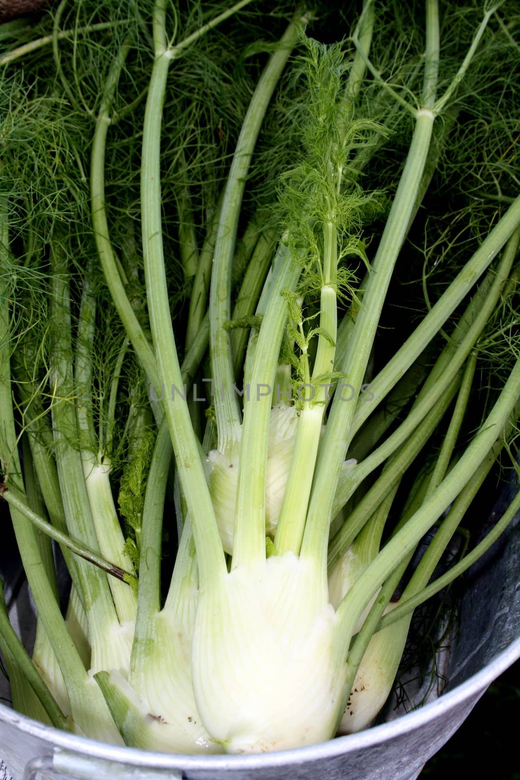 freshly harvested fennel, also known as anise, in a large bucket at the farmers market