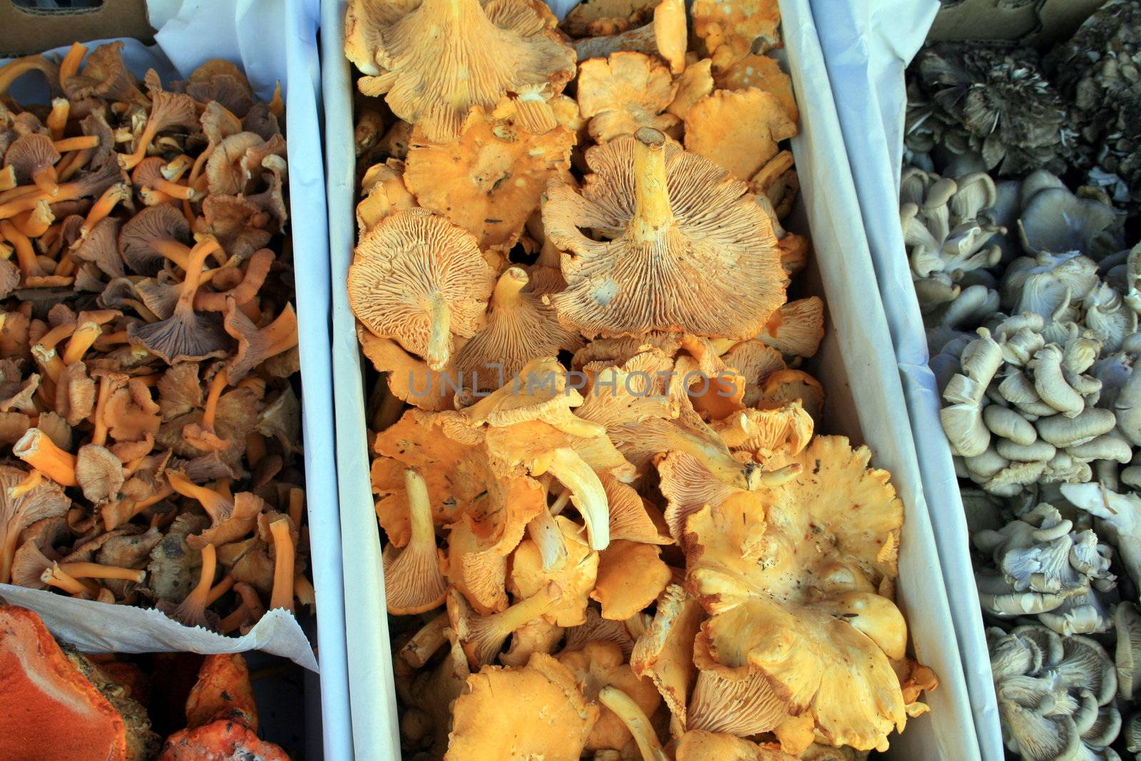 Fresh Shiitake mushrooms in center, with other varieties of mushrooms on either side
