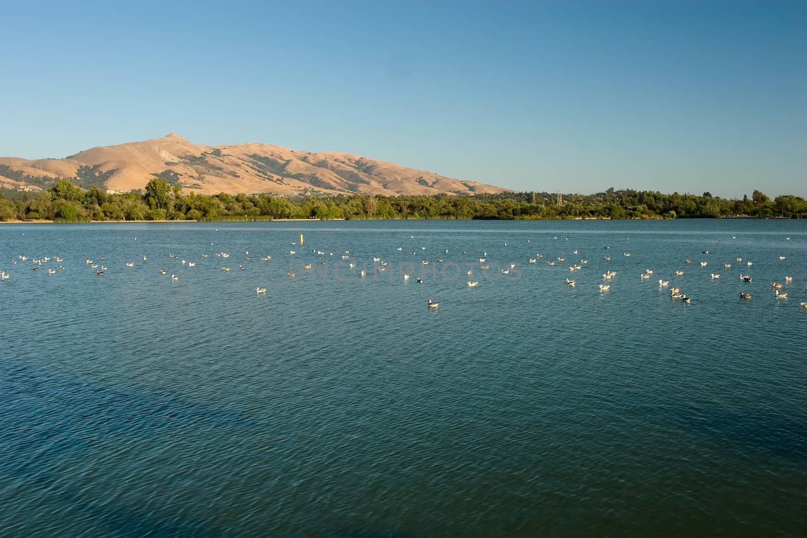 Lake Elizabeth, an 83 acre man made lake that serves as a scenic picture for the residents who come to picnic, play sports, walk or tour the vicinity.