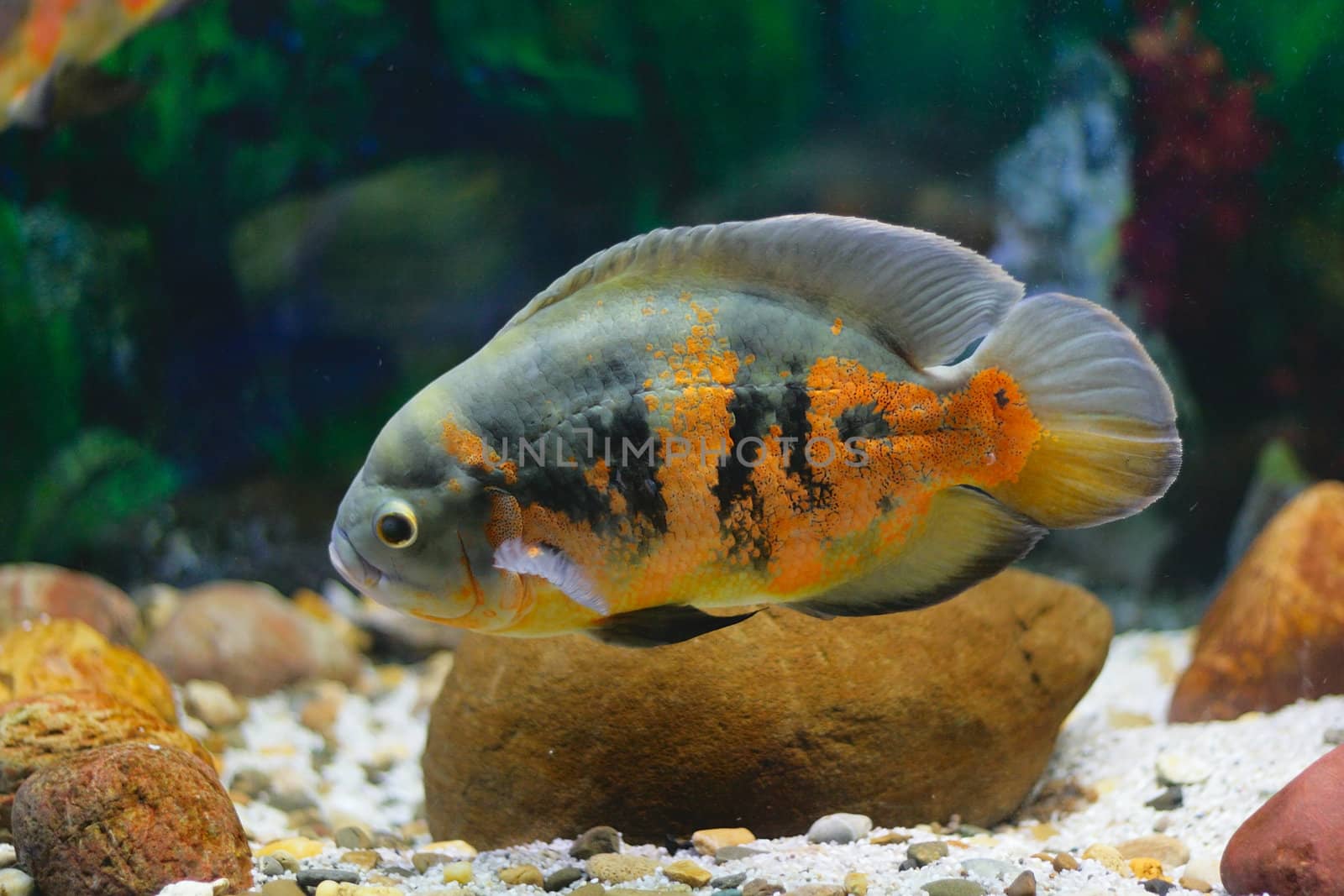 Big tropical fish in aquarium (close-up photo)
