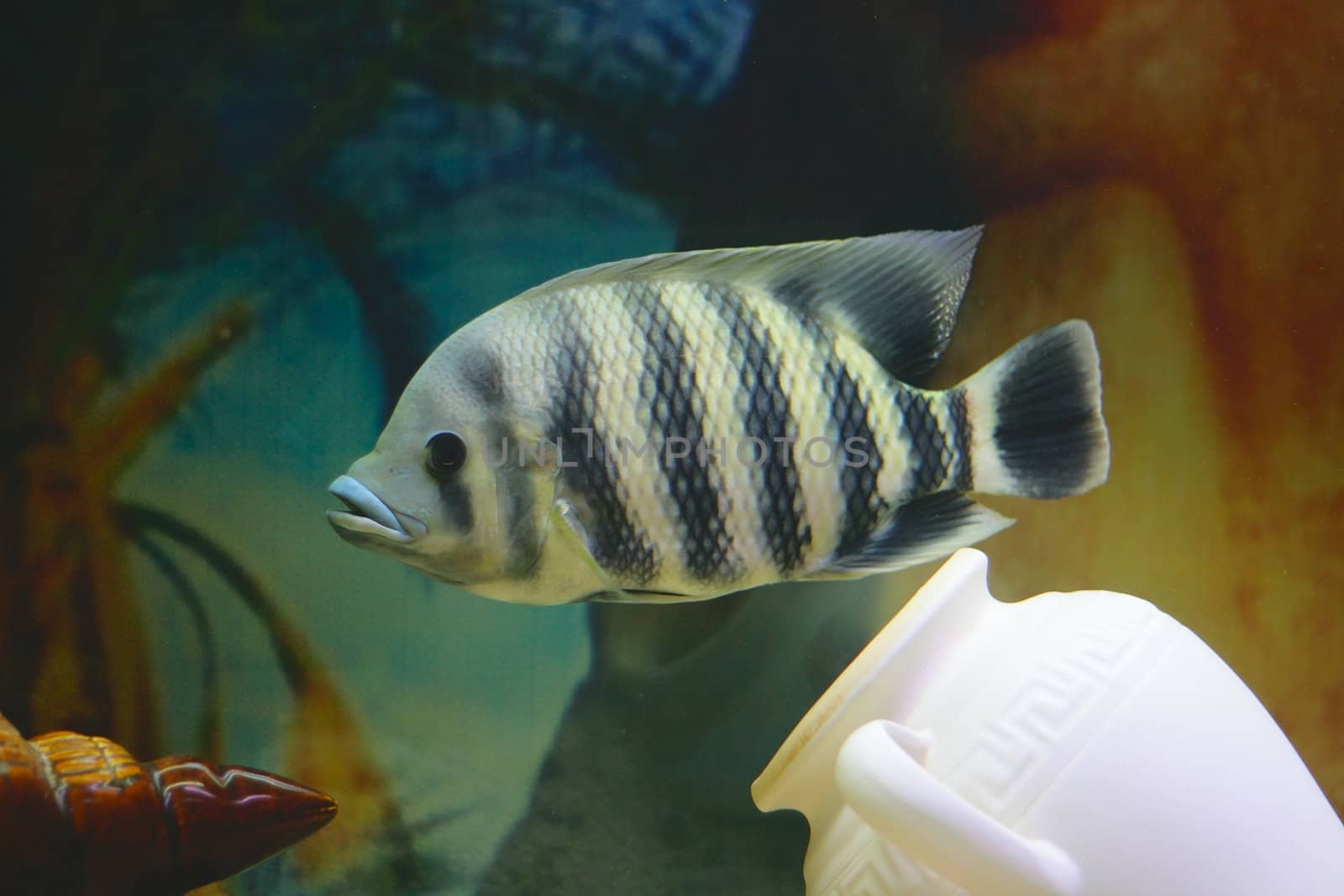 Big tropical fish in aquarium (close-up photo)