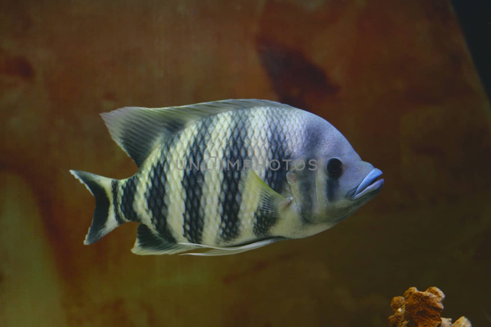 Big tropical fish in aquarium by arhip4