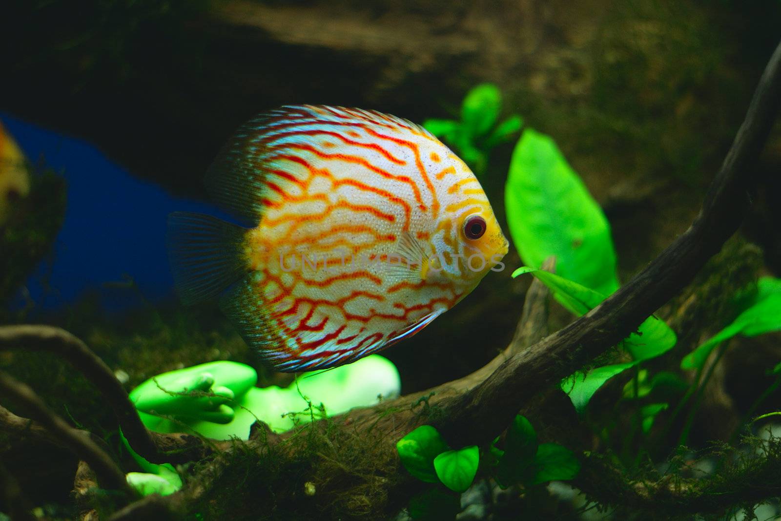 Orange discus fish in aquarium (close-up photo)