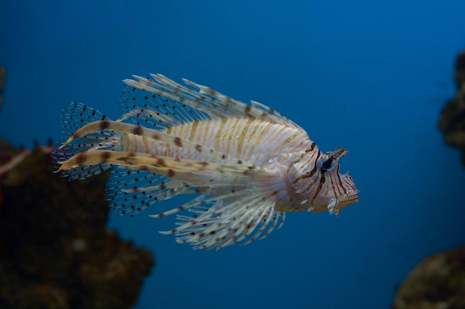 lionfish on blue background (close-up photo)