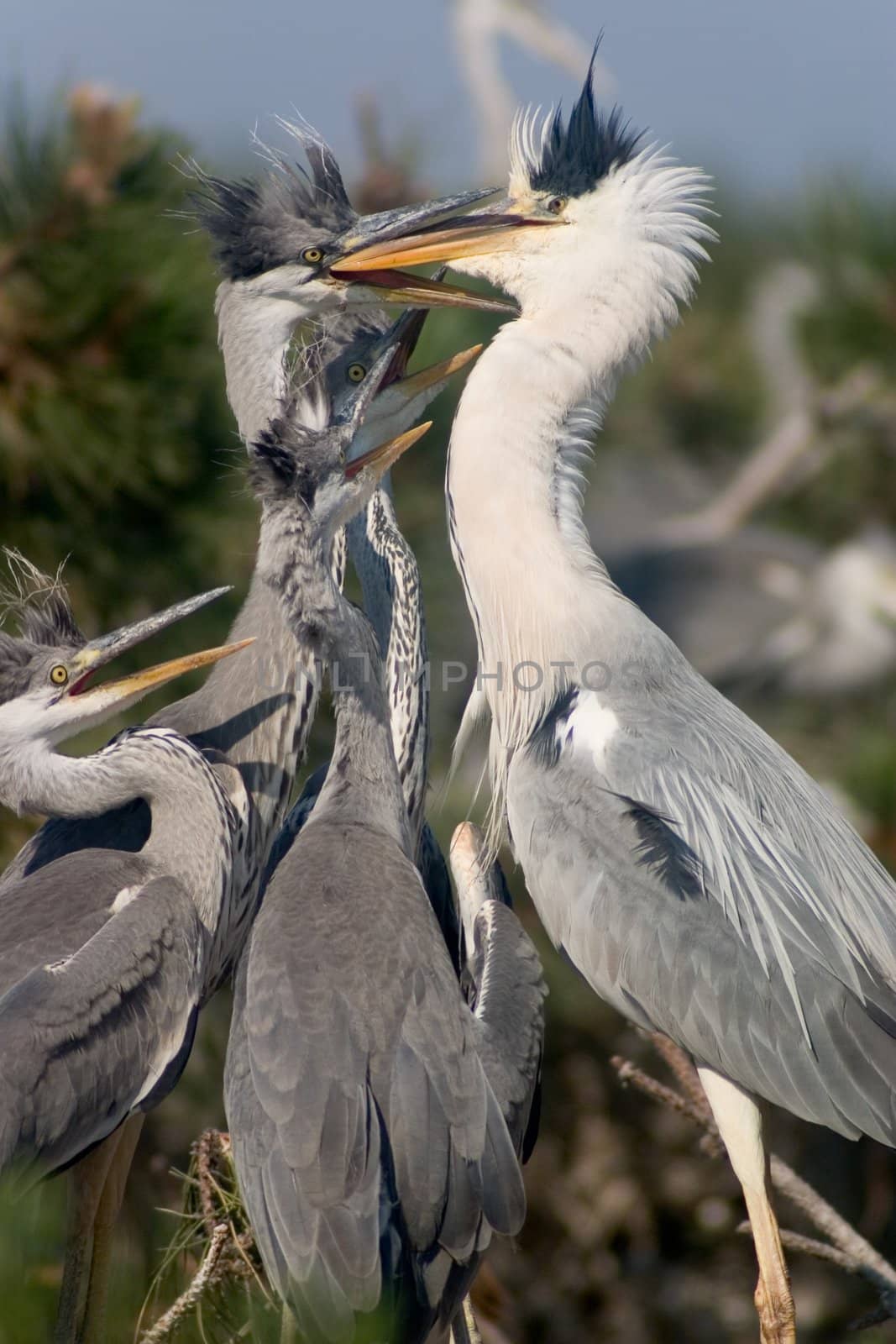grey heron feeding baby birds in the nest