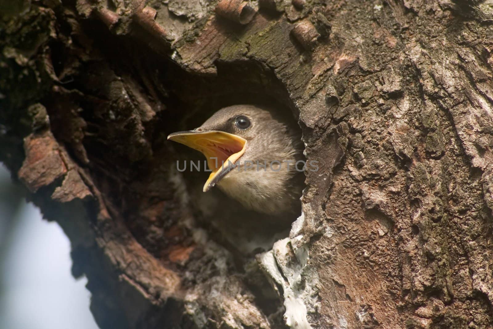 Baby bird in the hollow