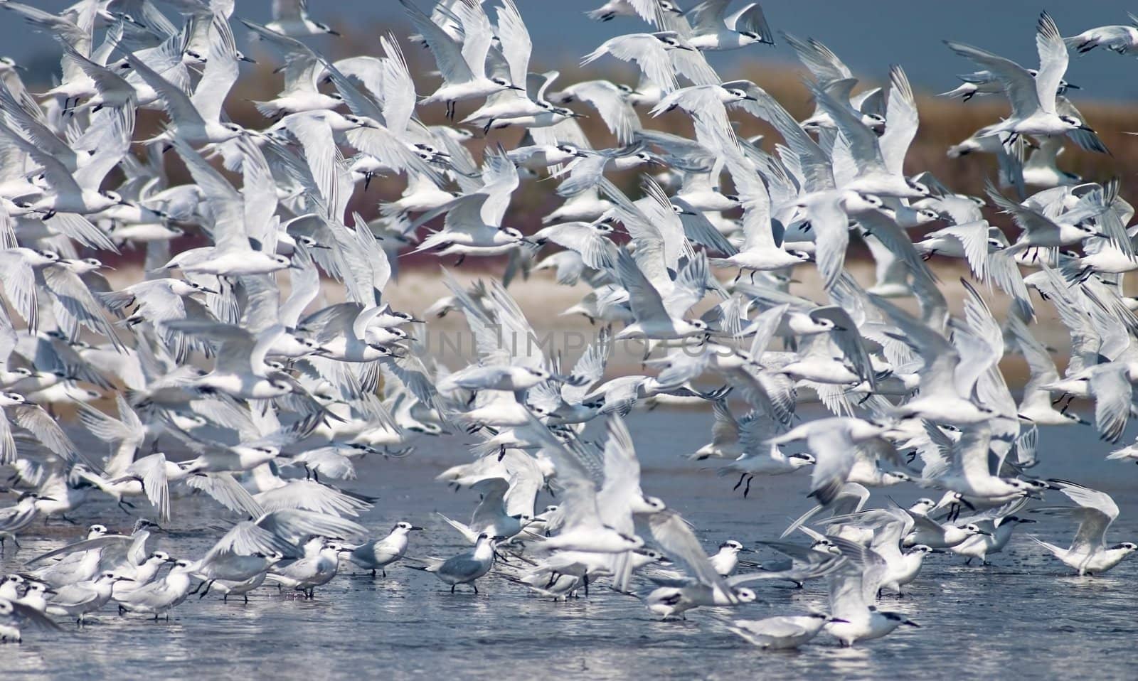 flush of tern birds flying up from the lake