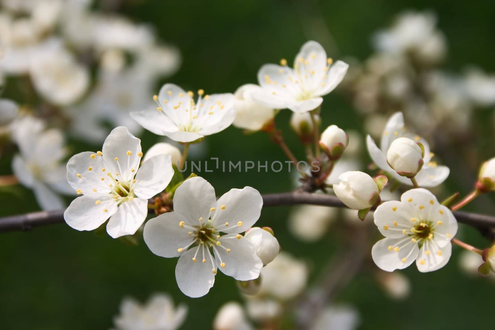 Cherry tree with white flowers on the green background