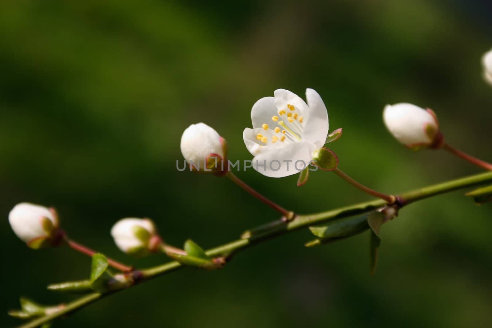 A green branch with white buds and one open blooming flower
