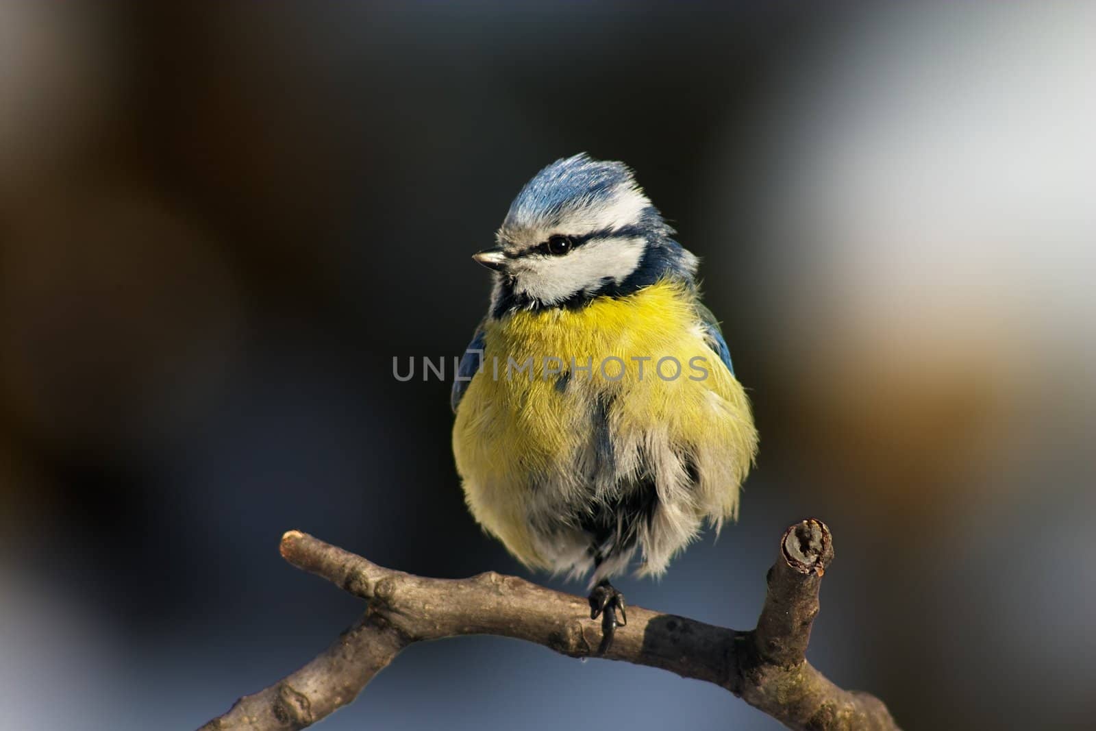 Blue-yellow tit standing on its one foot on the branch