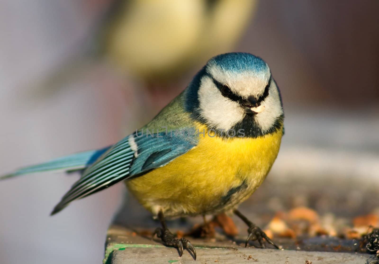 Blue tit with funny full face almost ready to fly
