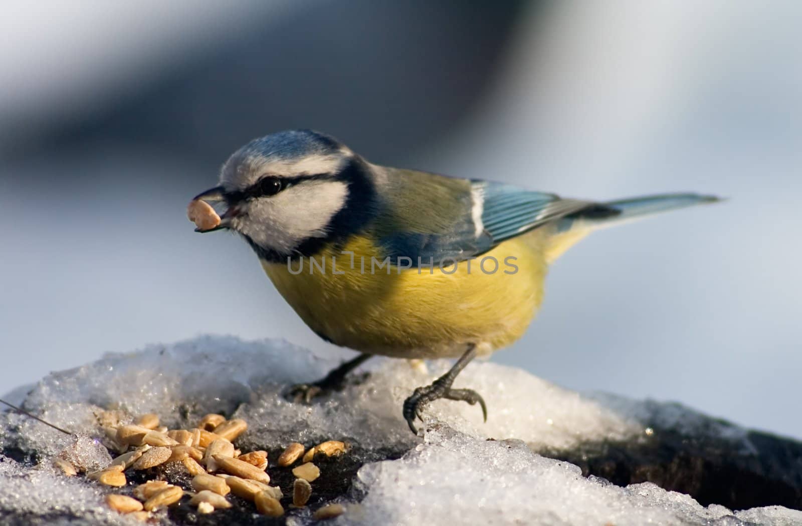 Blue tit sitting on the food tray covered with snow in front of seeds with one seed in its beak