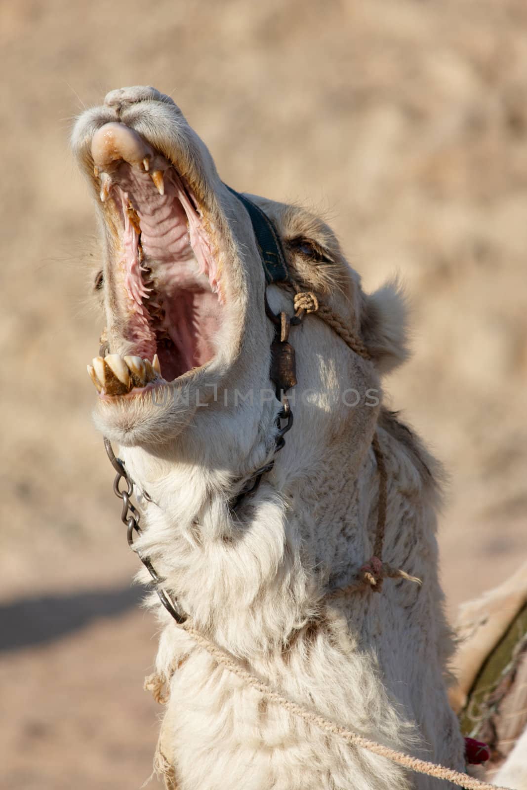 bawling white camel with open mouth full of big yellow teeth
