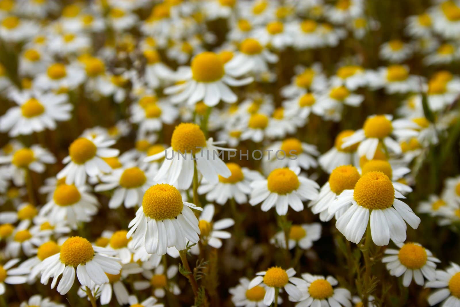 Camomile meadow