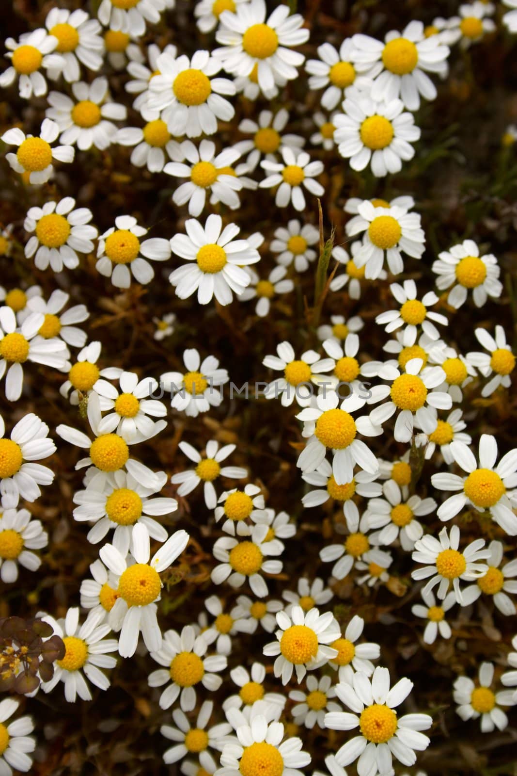 Wild chamomile flowers on the meadow