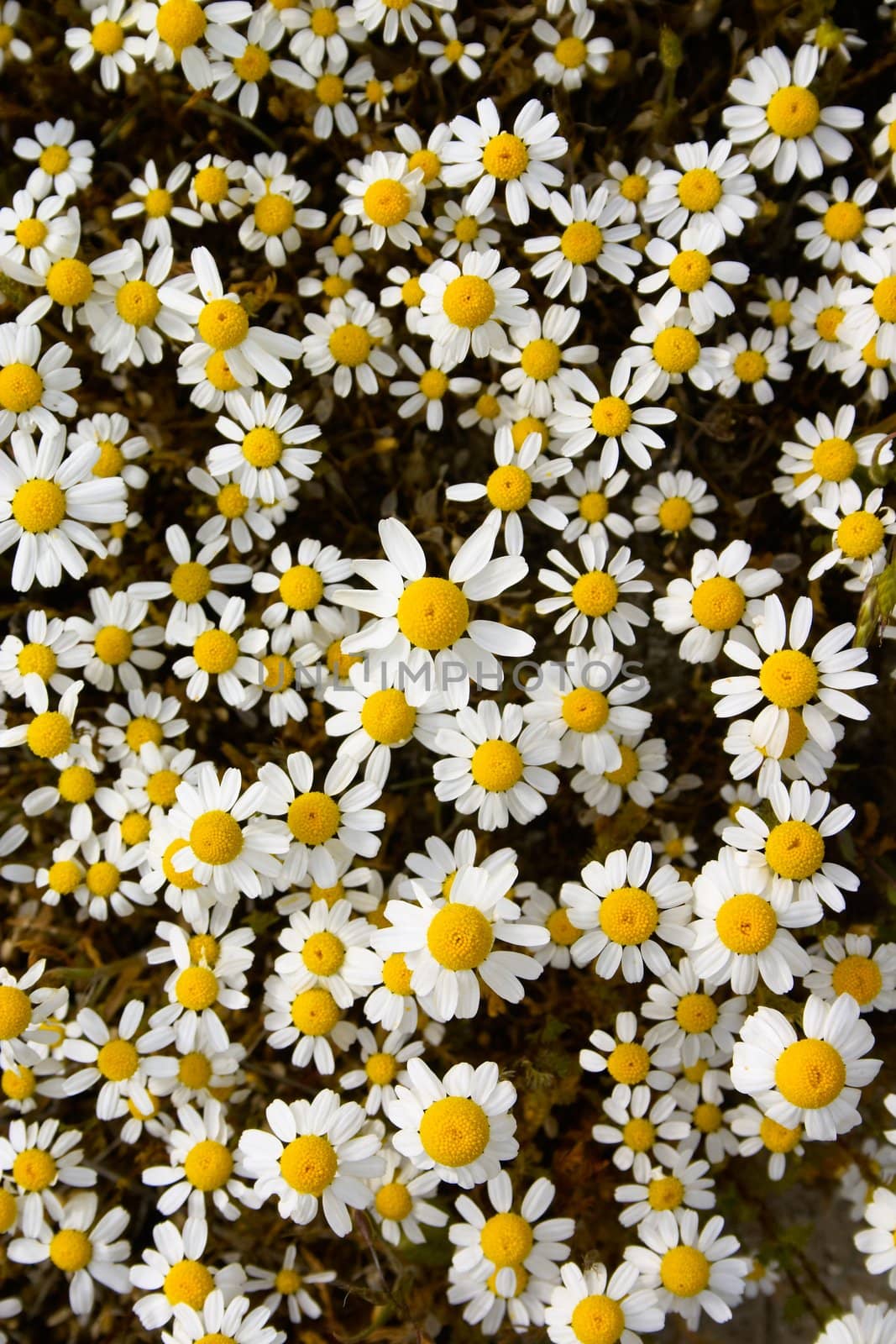 Blooming camomile flowers