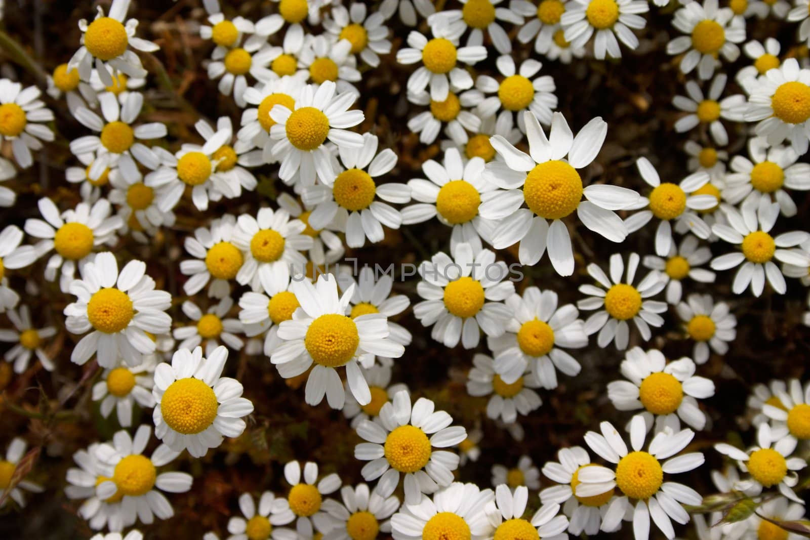 Background from flowering daisy flowers