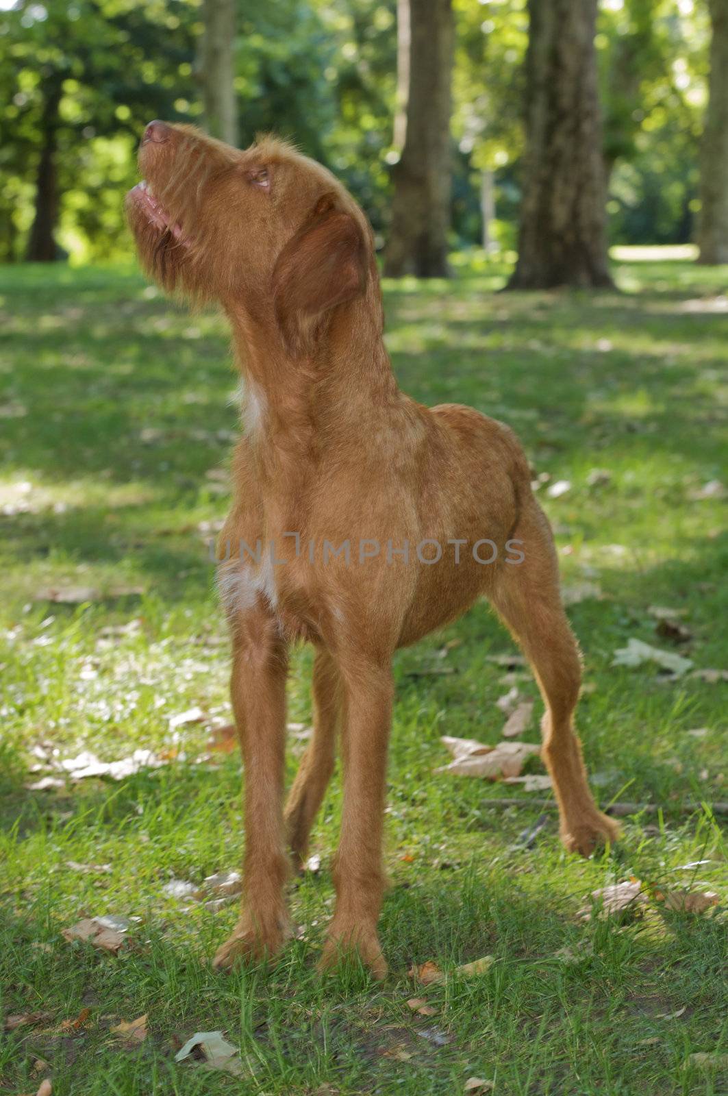 A deerhound standing in the park.