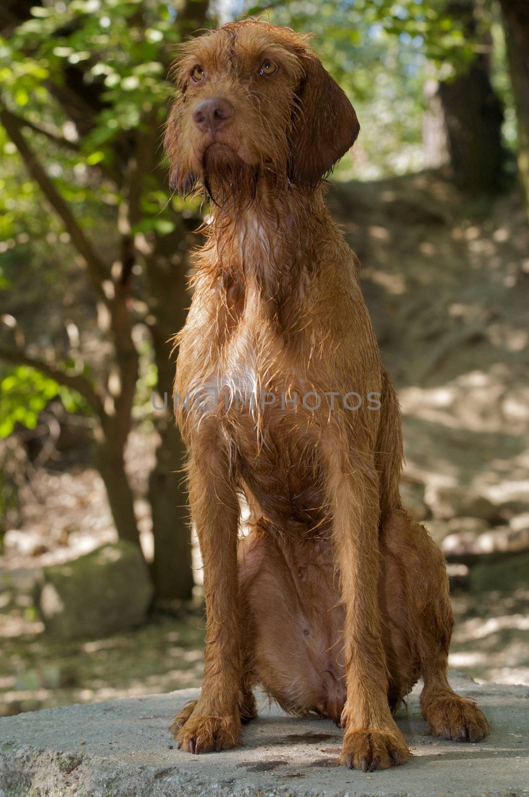 Deerhound portrait by Stradivary