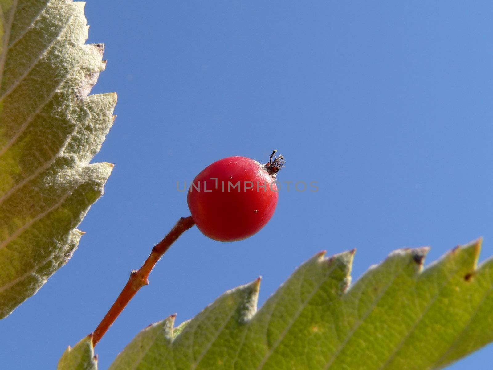 Autumn berry on sky background 2